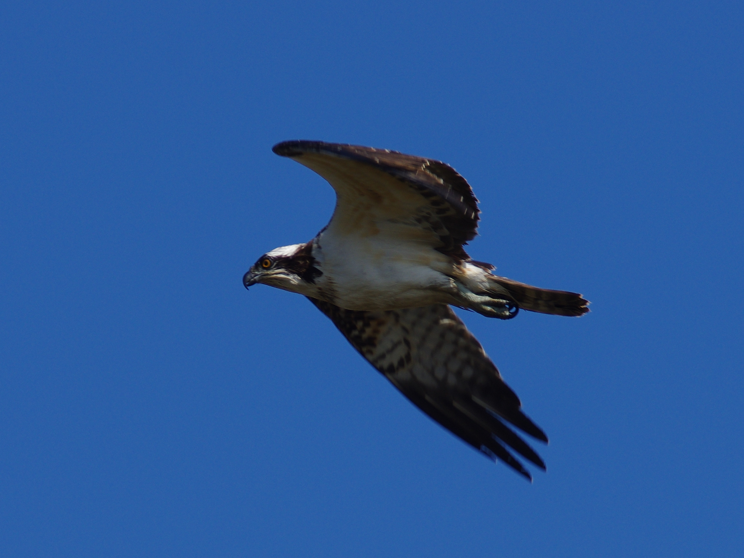 AF67FL_20141011_6553T