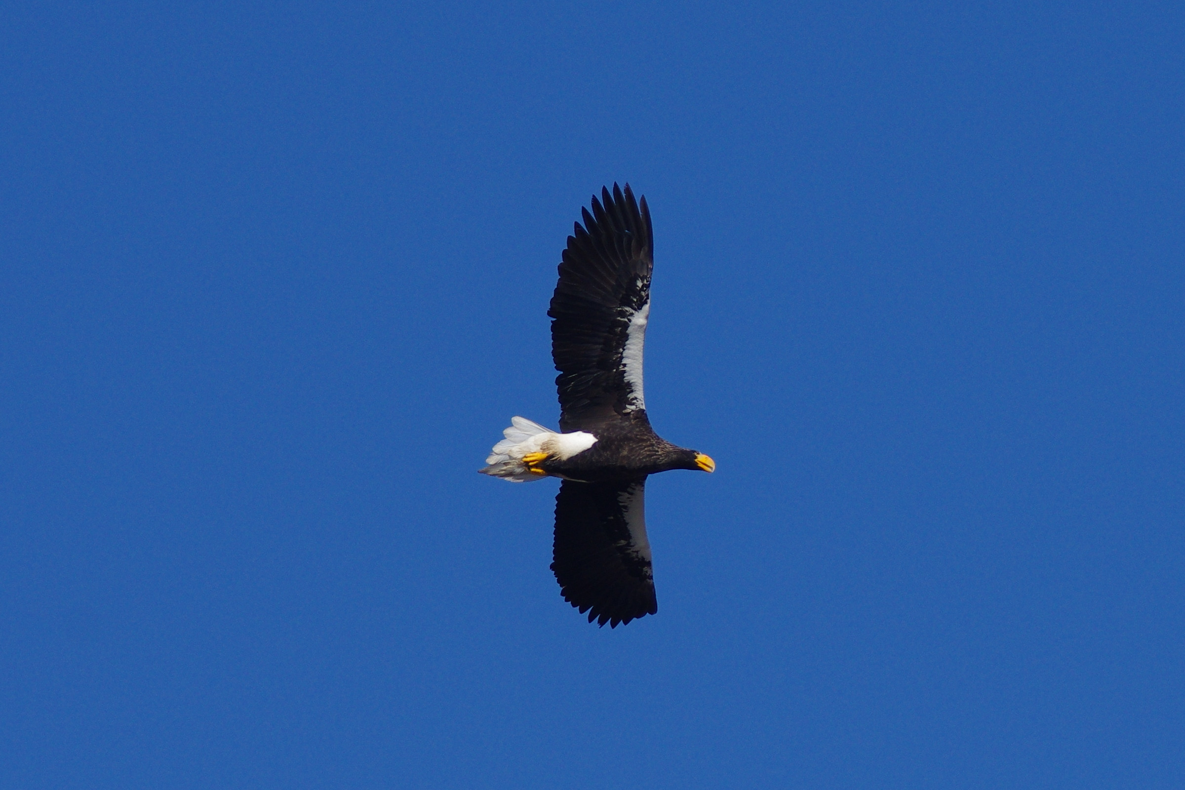 AF67FL_20141117_1161T