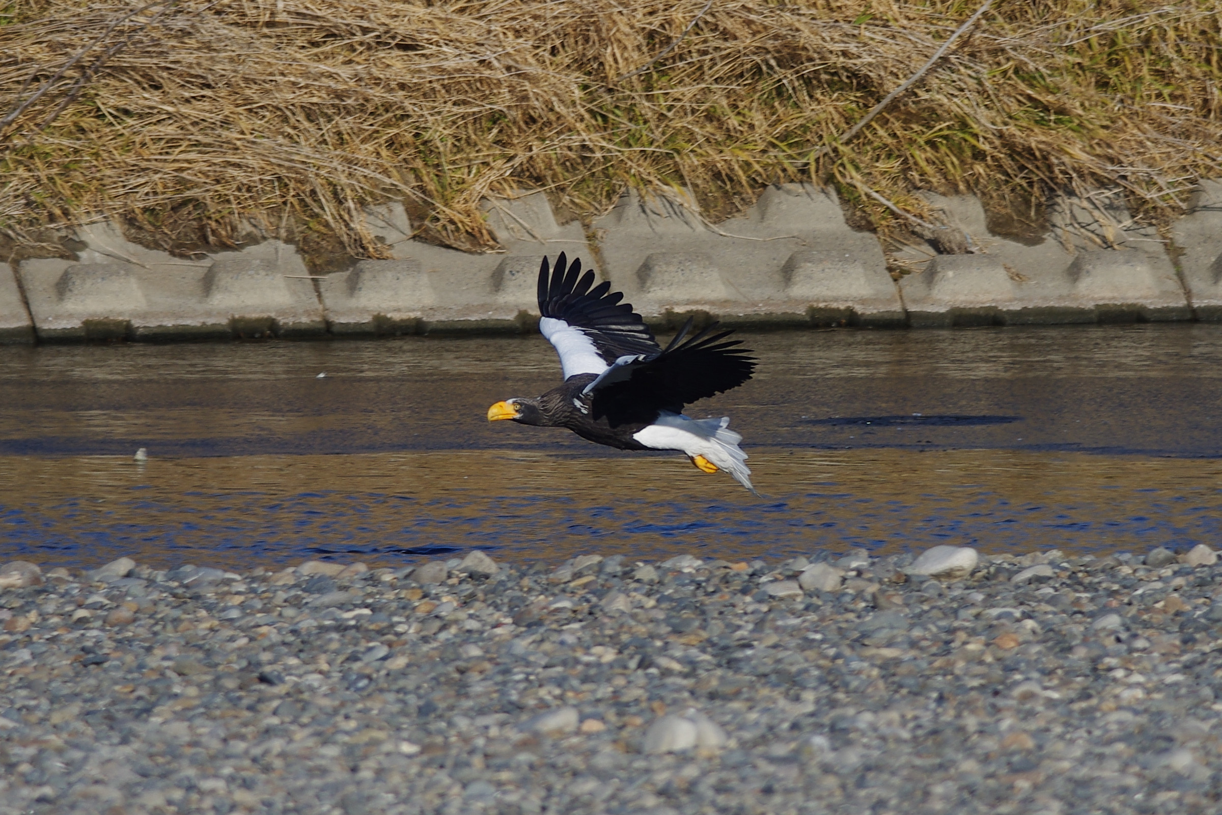 20141206_AF71FL_6805T