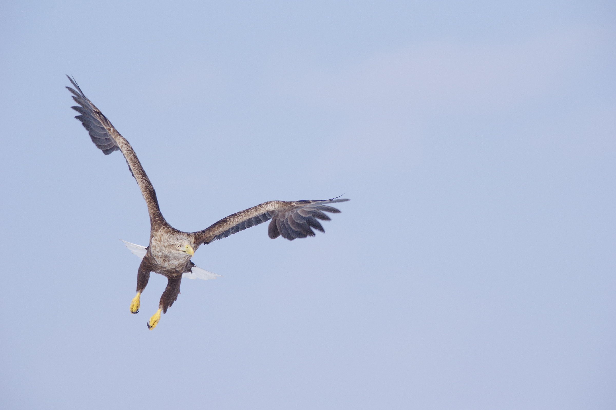 BORG71FL250D_20150303_9837