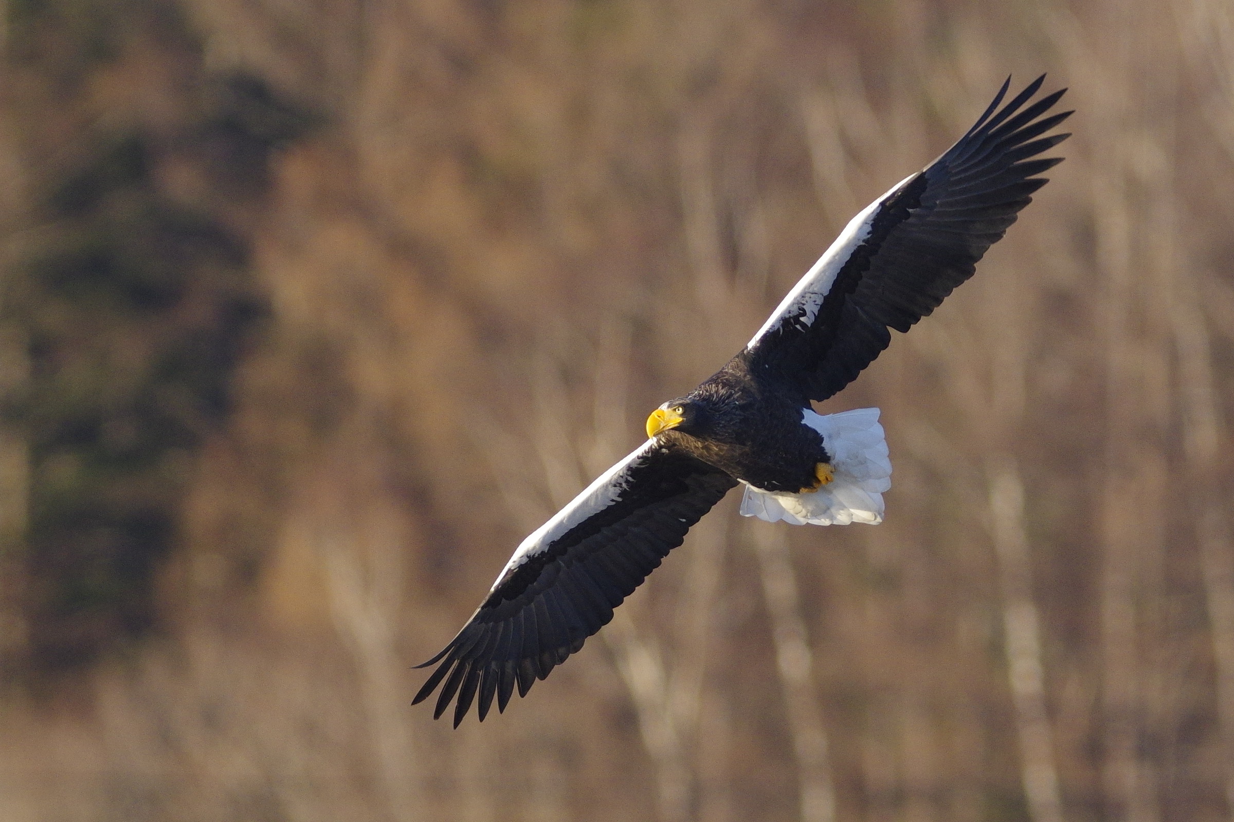 k3ii90flm37_20161125_7035t