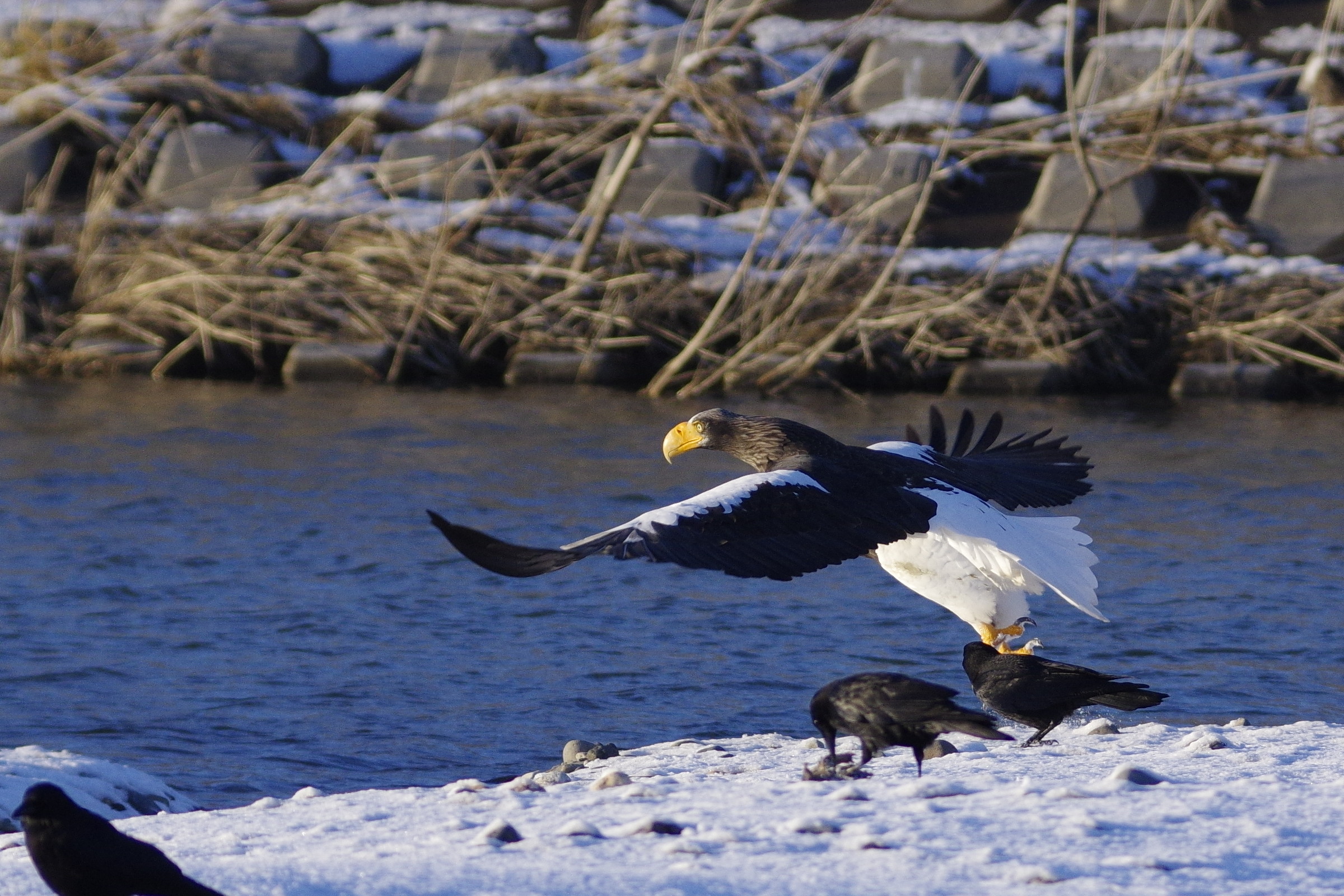 k3ii90flm37_20161206_2037t